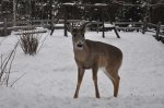 Creeper deer outside the window, February 2013.