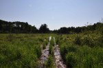 Flooded grade, Iron Range Lake, July 2013.