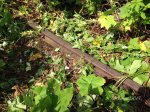 Rail, August 2014.