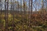 Camp 4 building site, Gunflint Lake, October 2014.