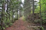 Crab Lake trail, May 2016.